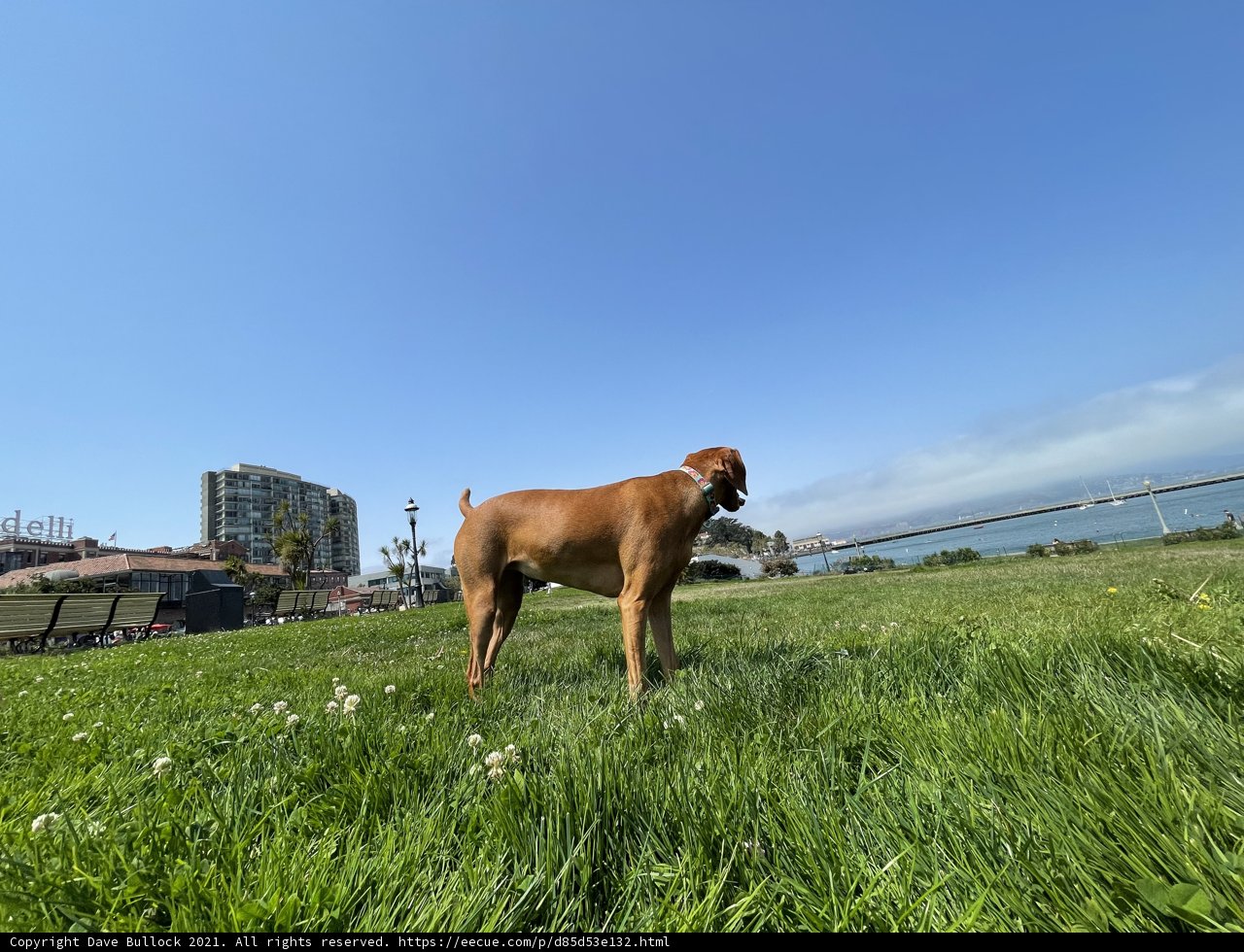 A Ridgeback at the Waterside