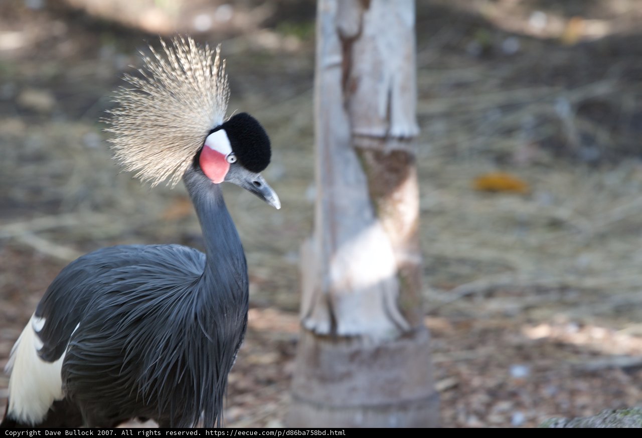 Mohawked Crane in the Wild