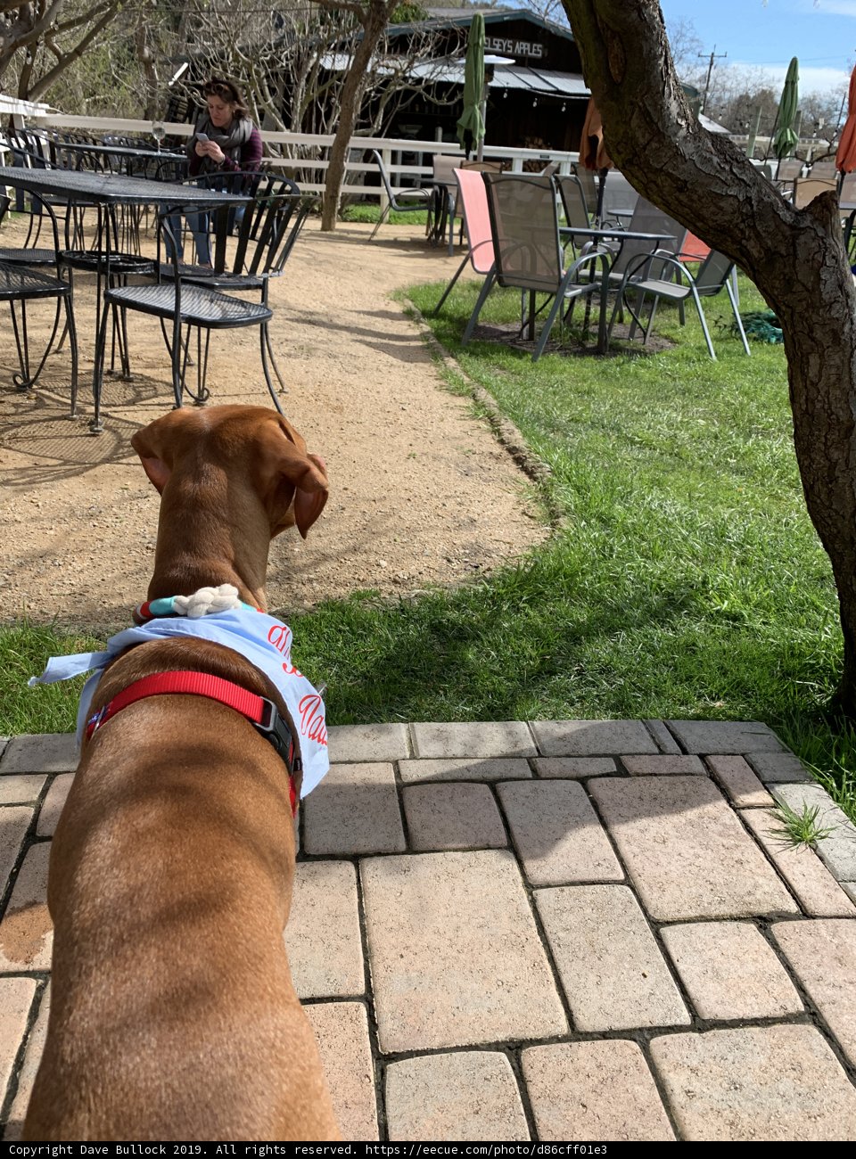Bandana-wearing Vizsla enjoys a sunny stroll on brick walkway