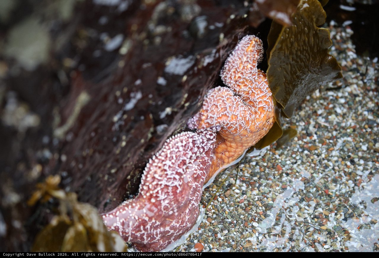 Ochre Sea Star Tucked Between Tidal Rocks