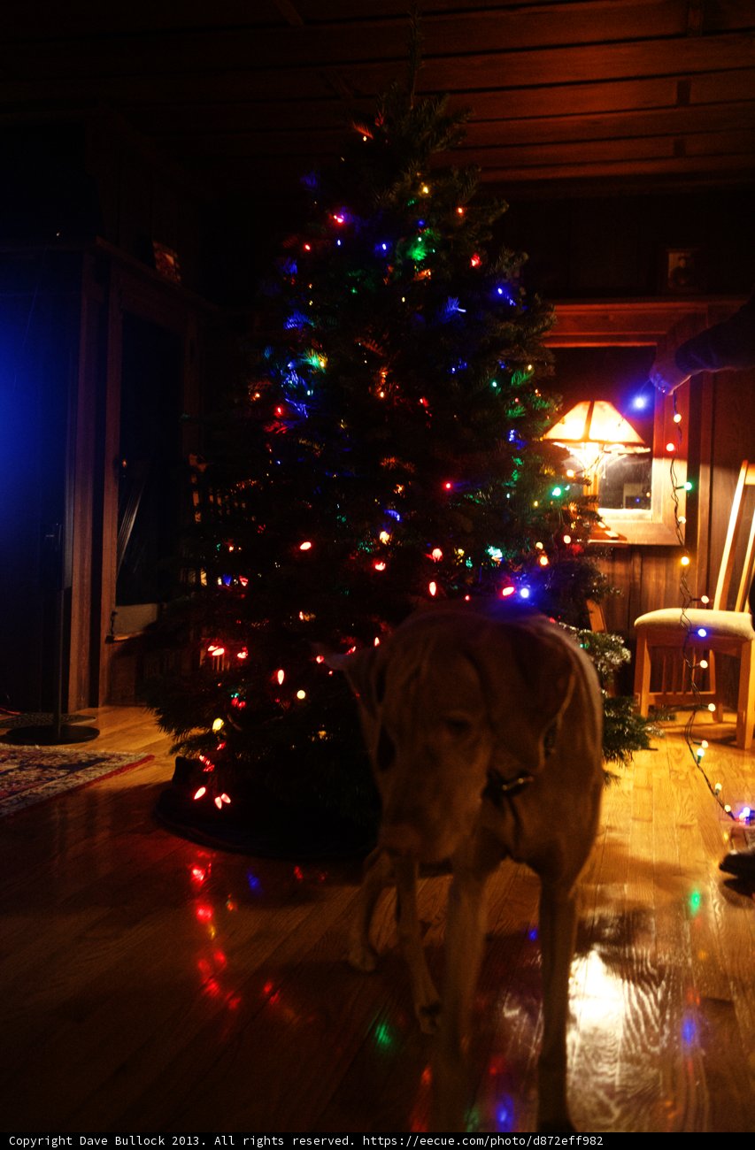 Holiday Pup