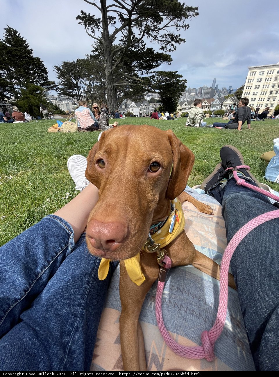Canine Comfort in Alamo Square