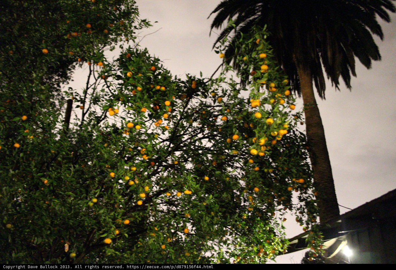 A Bountiful Tree in Altadena