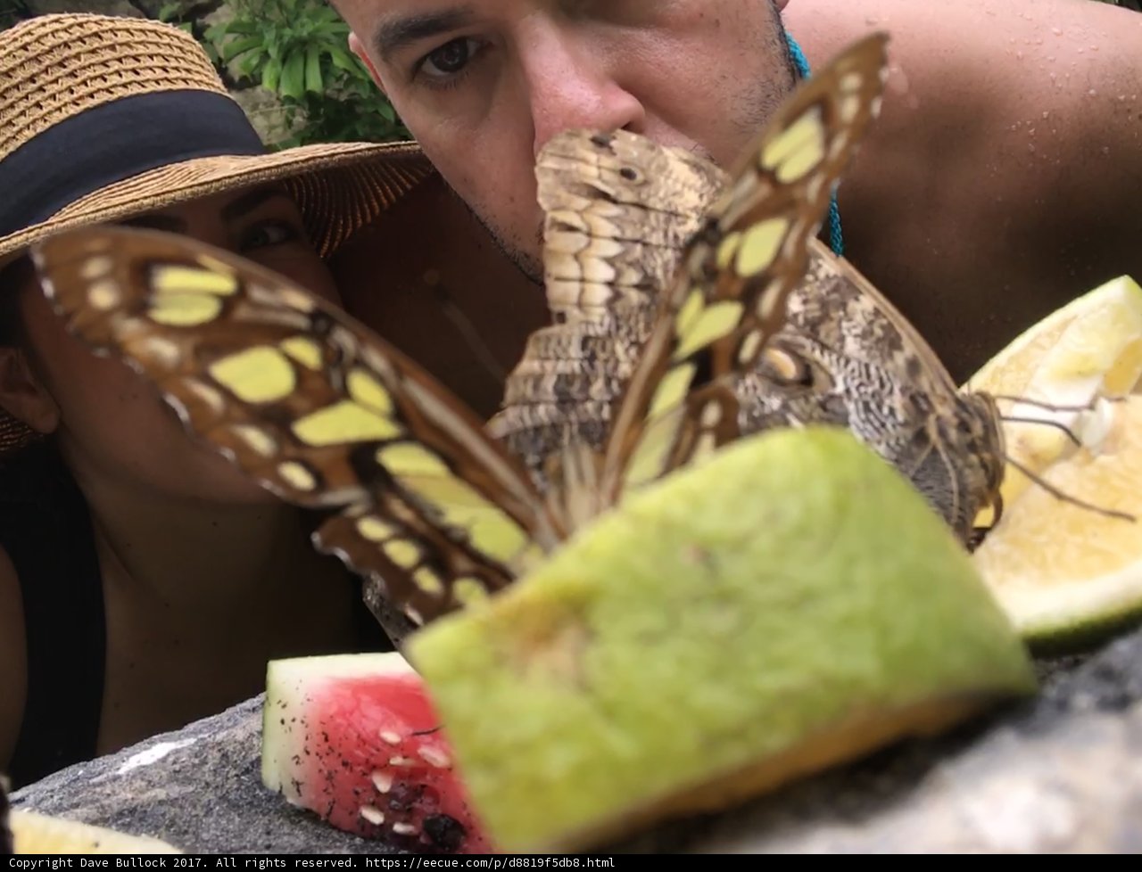 Butterfly Love