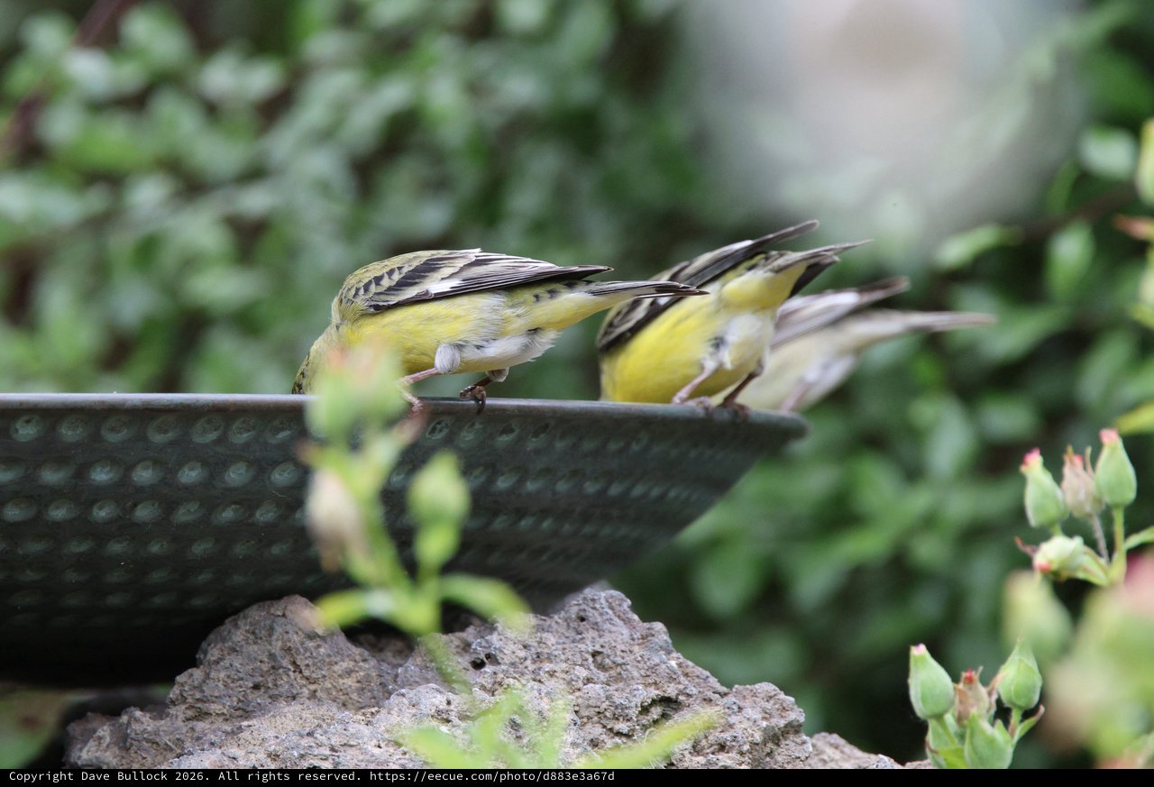 Two Yellow Finches Drinking from Garden Bird Bath