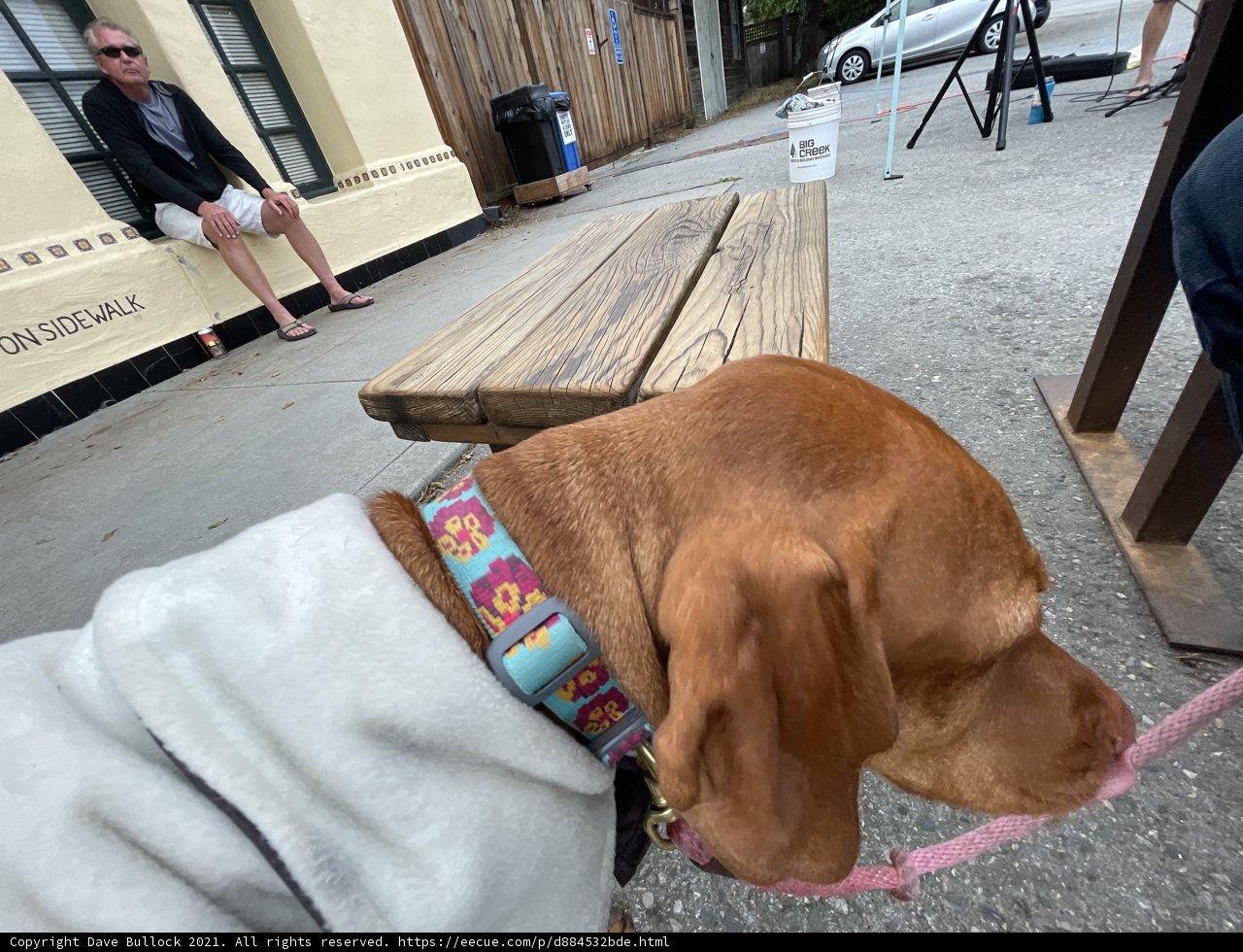 Canine Companion on a City Bench
