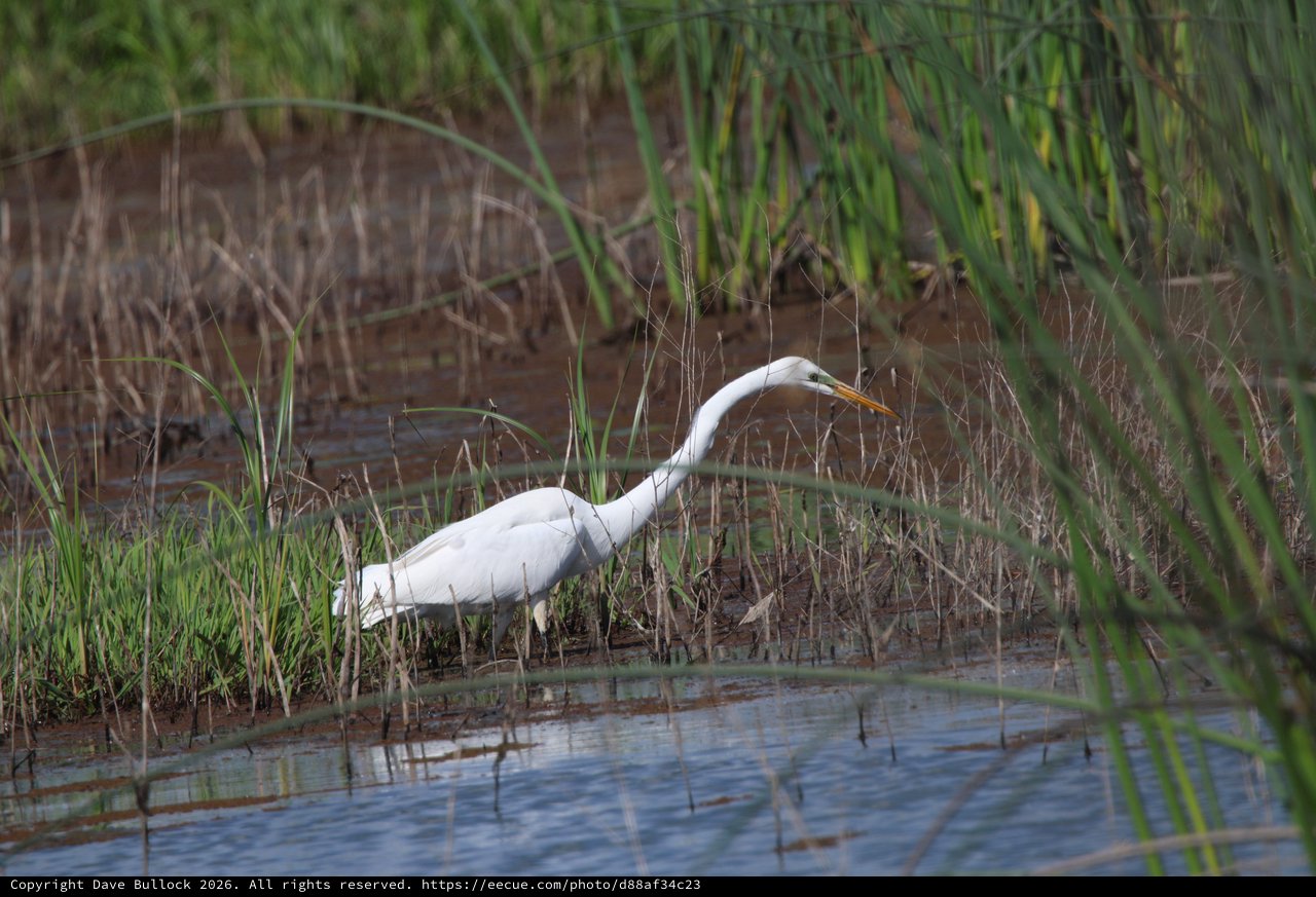Great Egret Hunting in Shallow Wetland Waters
