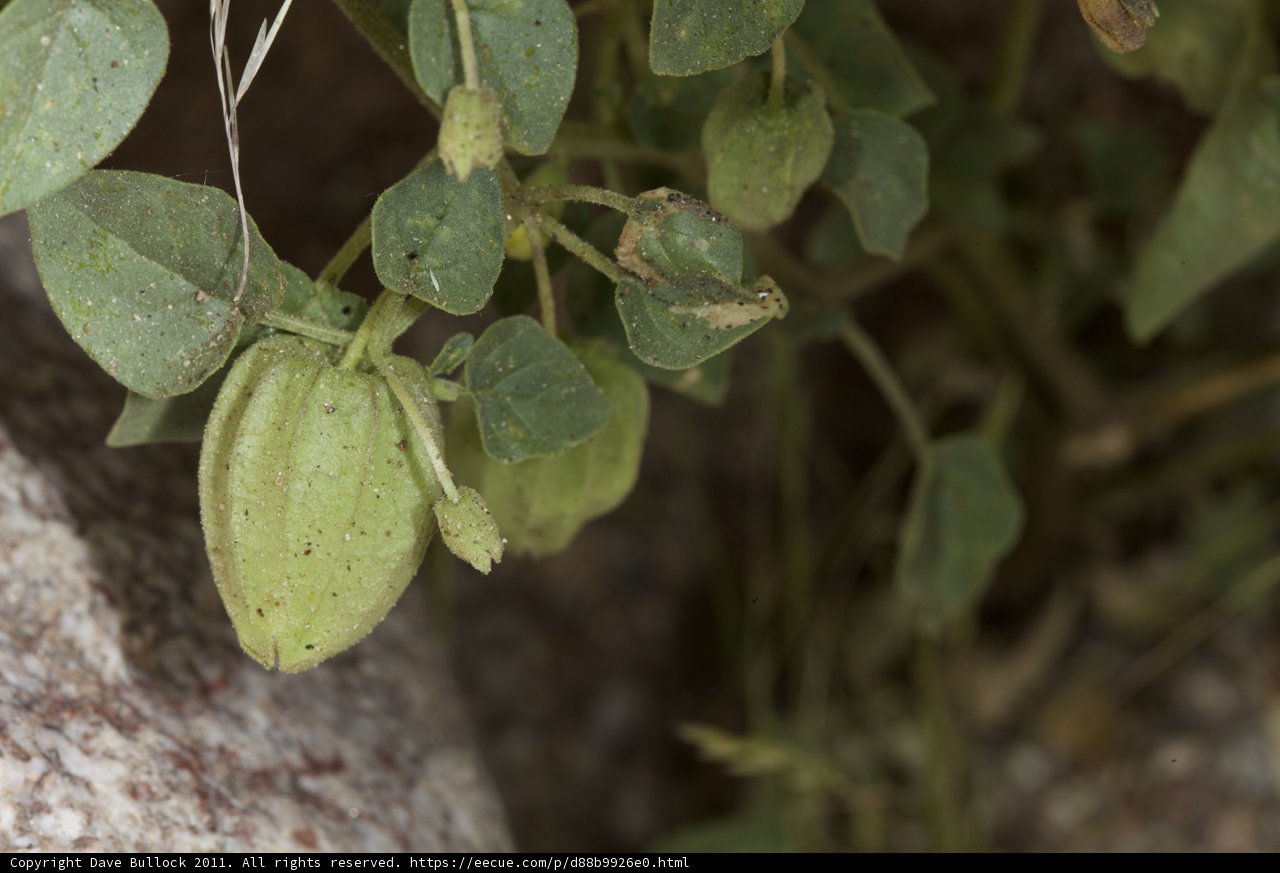 The Green Fruit Tree