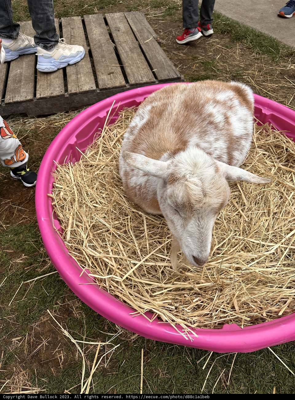 The Lazy Day of A Goat
