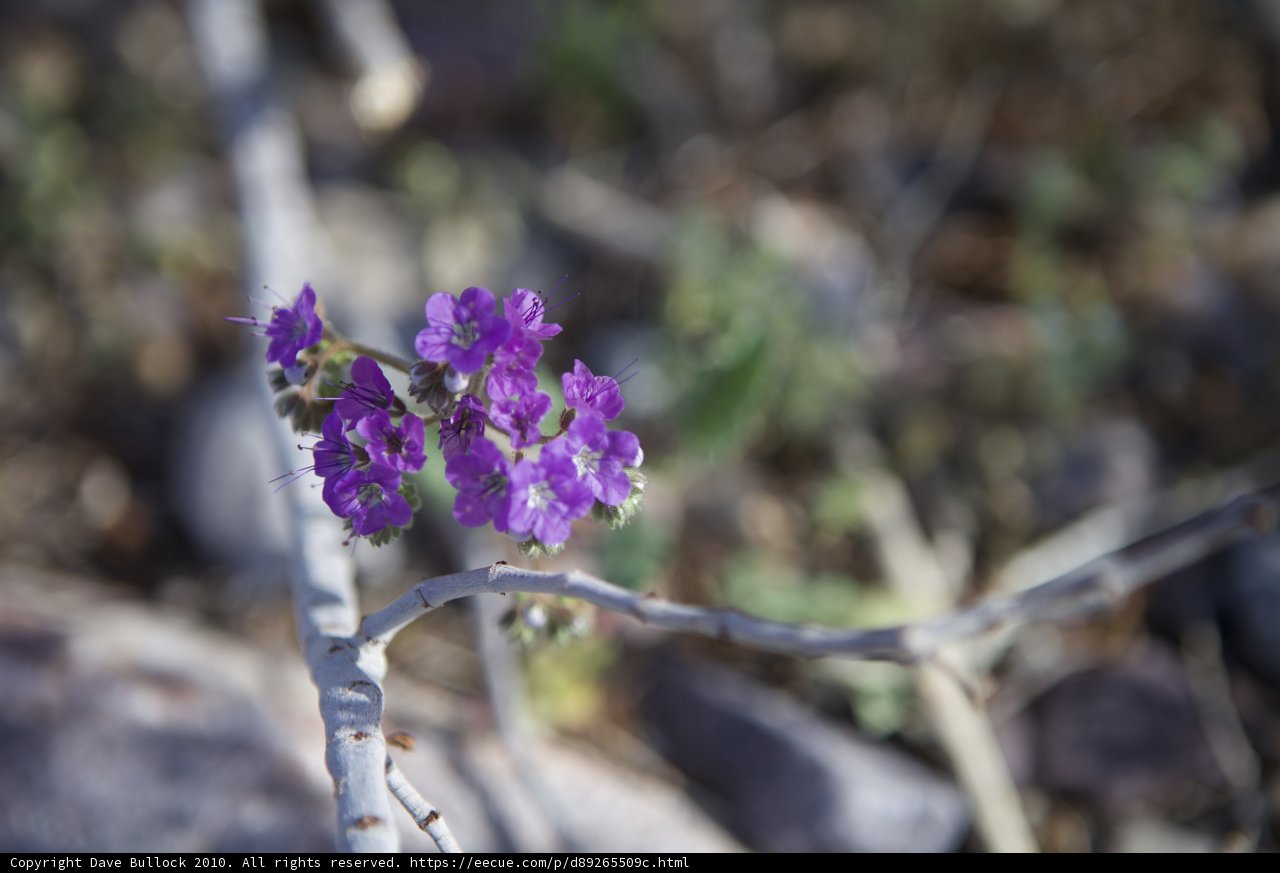 Purple Geranium Flower Blooms on Branch
