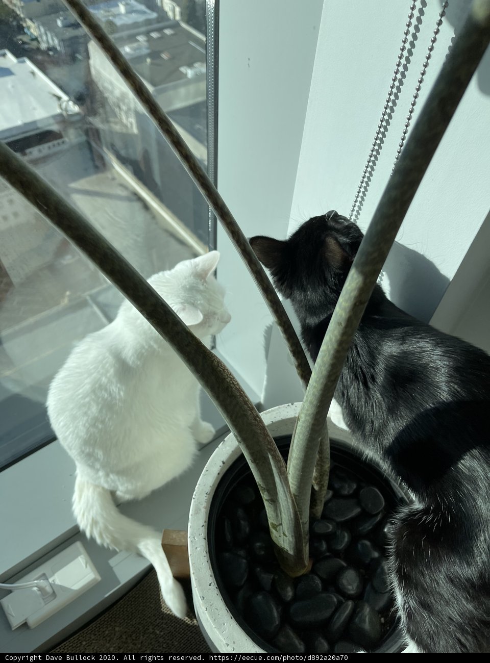Window-Sitting Feline Companion