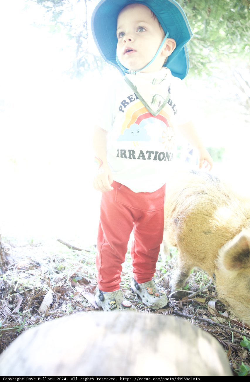 Curious Explorer and his Barnyard Buddy