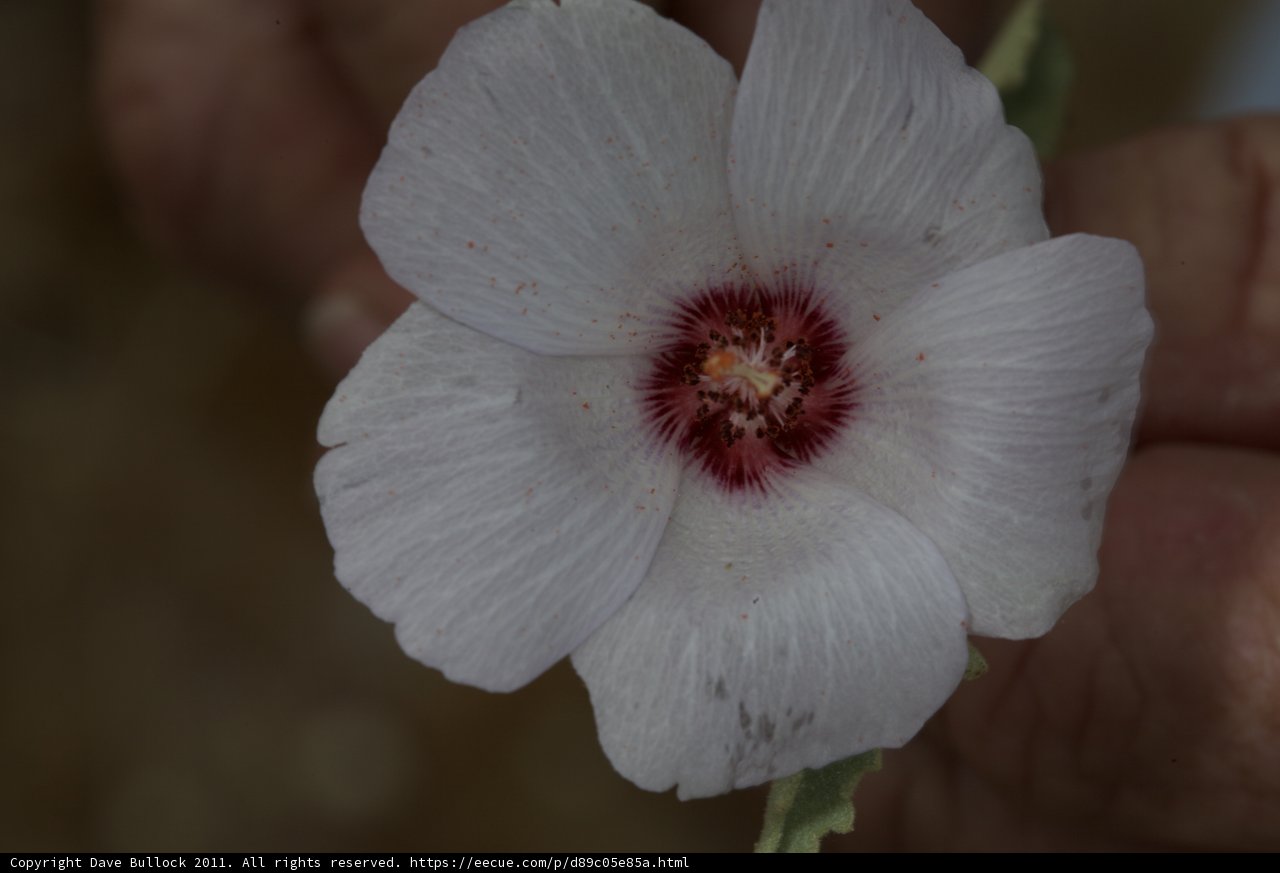 Geranium Blossom