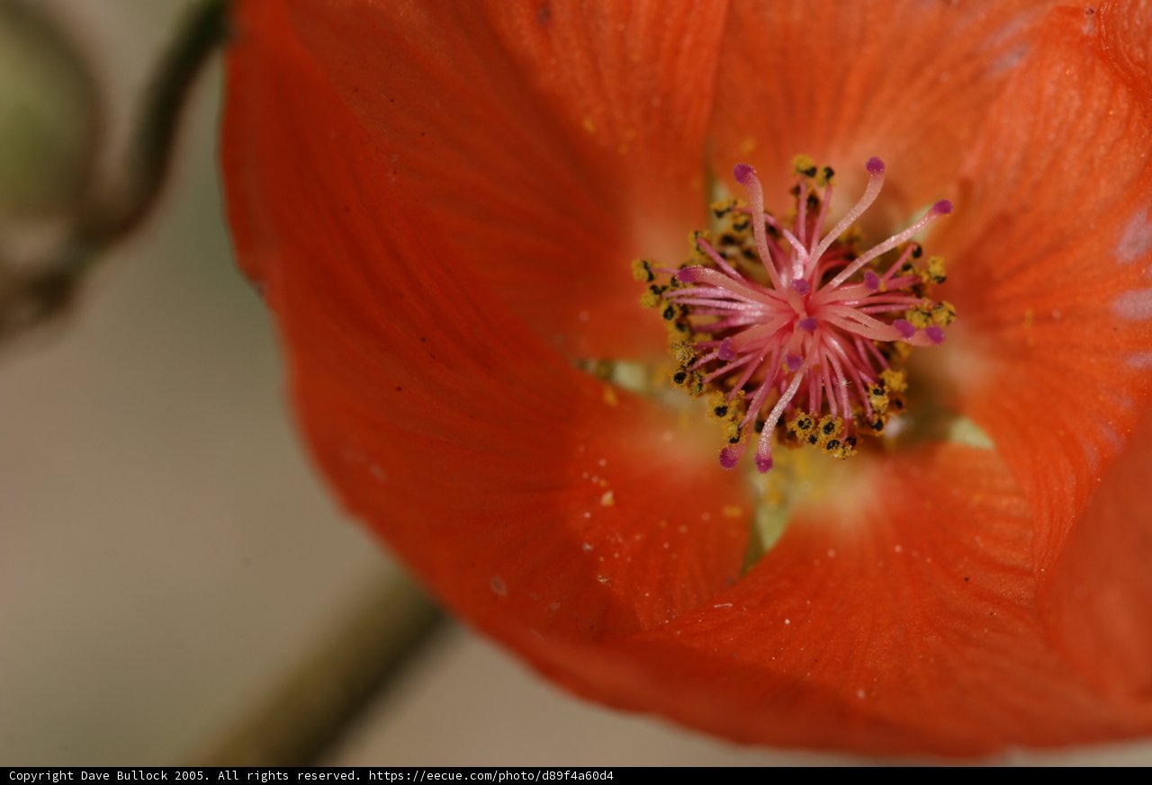 A Closer Look at an Orange Geranium