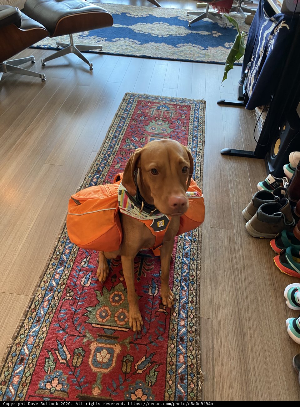 Cozy Puppy on a Hardwood Floor