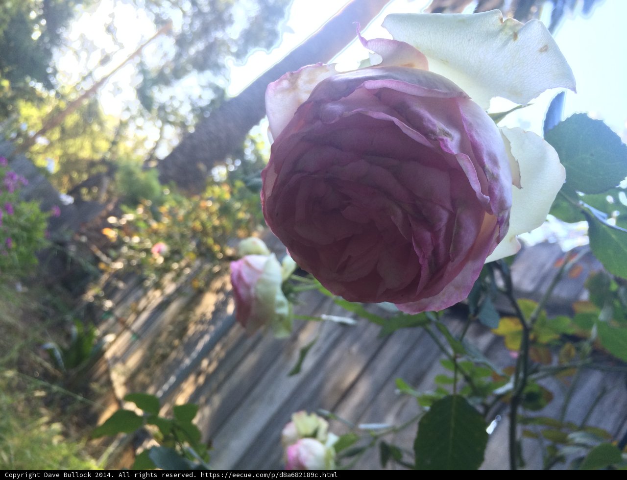 Pretty Pink Rose Blooms Amidst White Picket Fence