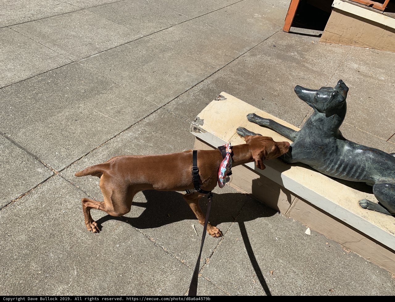 Canine Curiosity