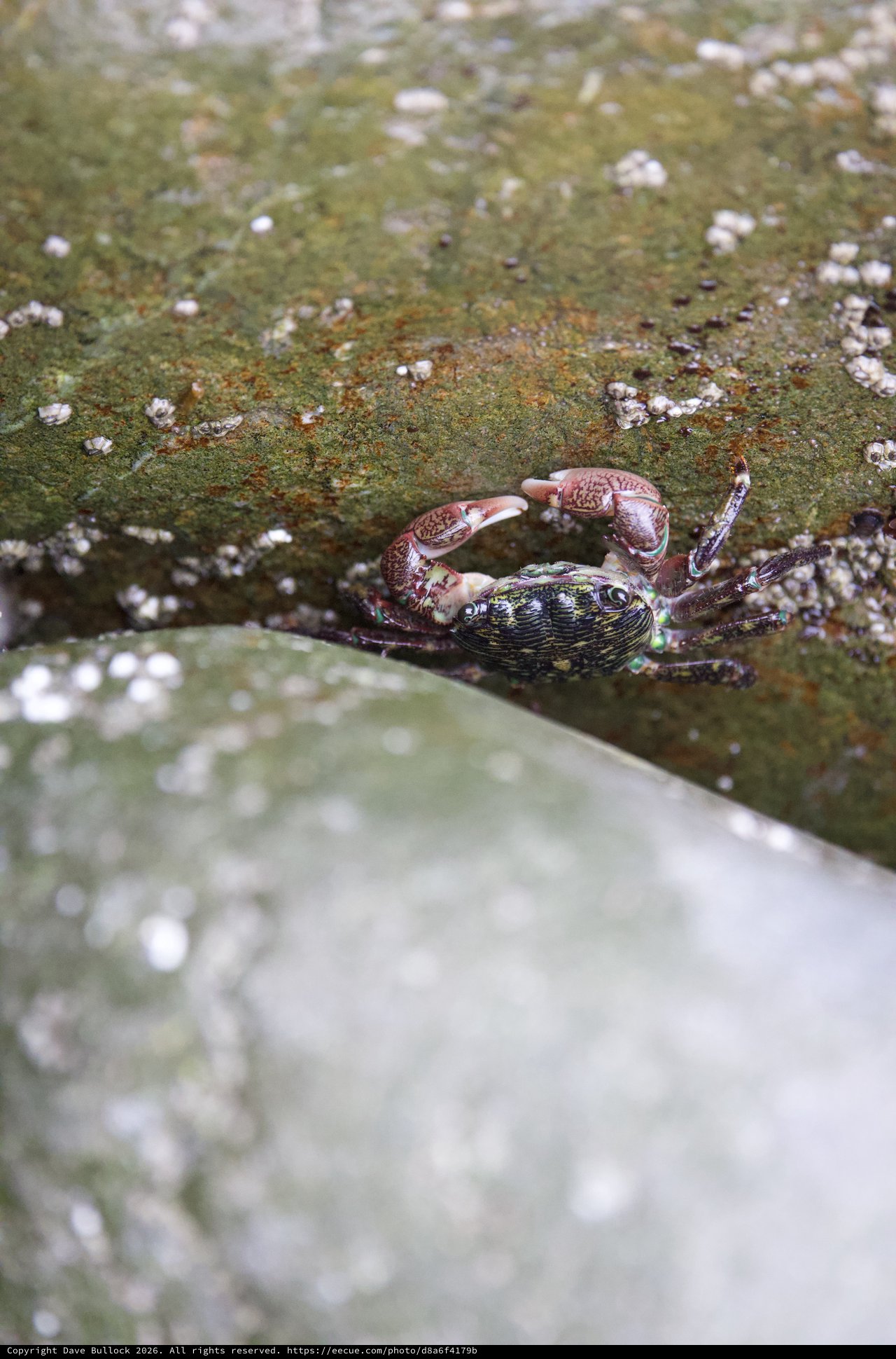 Shore Crab Perched Between Barnacle-Covered Rocks