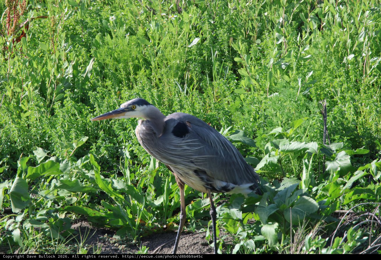 Great Blue Heron Hunting in Wetland Vegetation