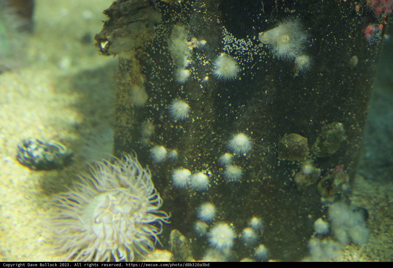 Splendid Spotted Sea Beauty