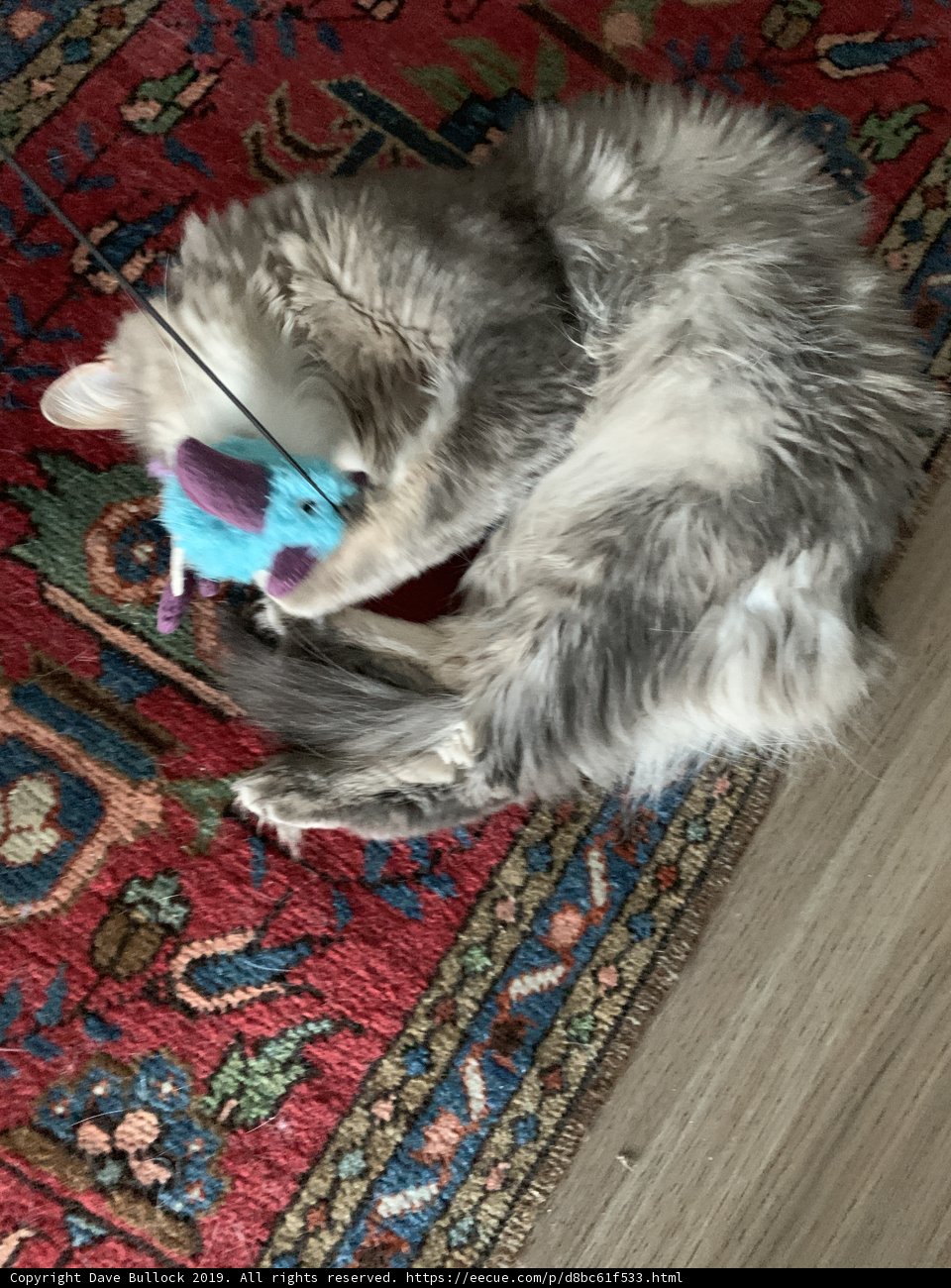 Furry Fun