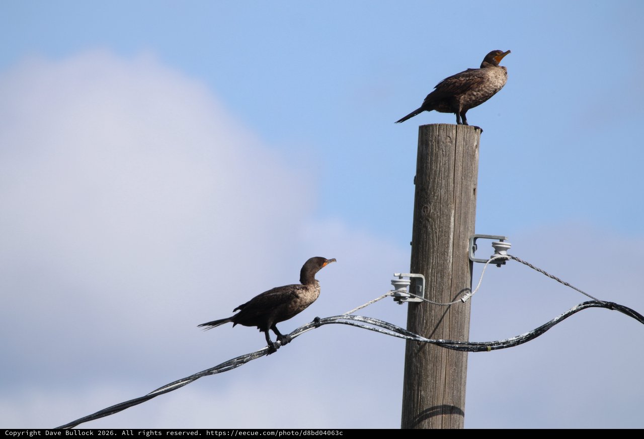 Double-Crested Cormorants Perched on Utility Pole at Sunset