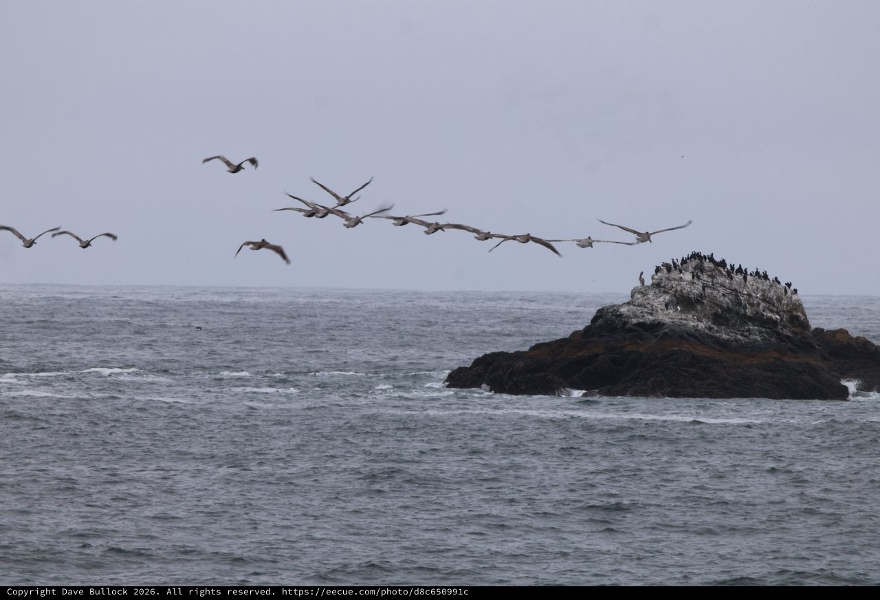 Pelicans in Flight Over Pacific Coastal Rock