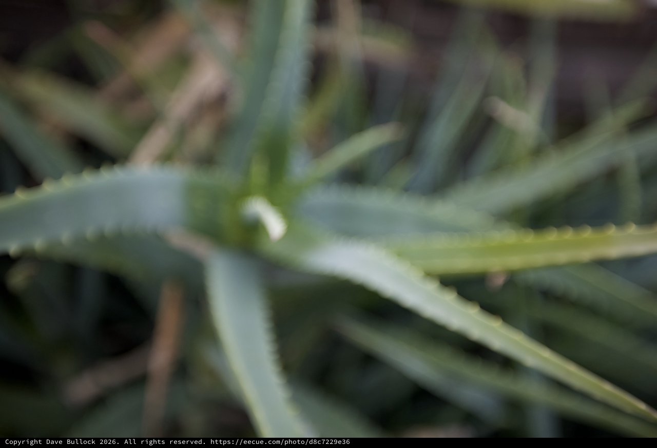 Abstract Botanical Study in Soft Focus