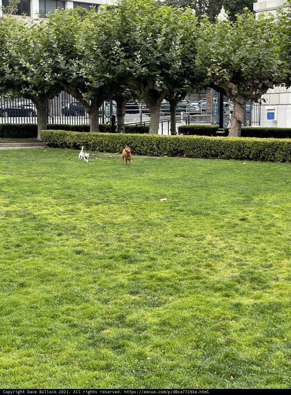 Canine Joy in the Park