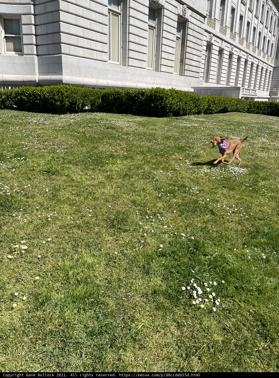 Happy Pup in Front of San Francisco City Hall