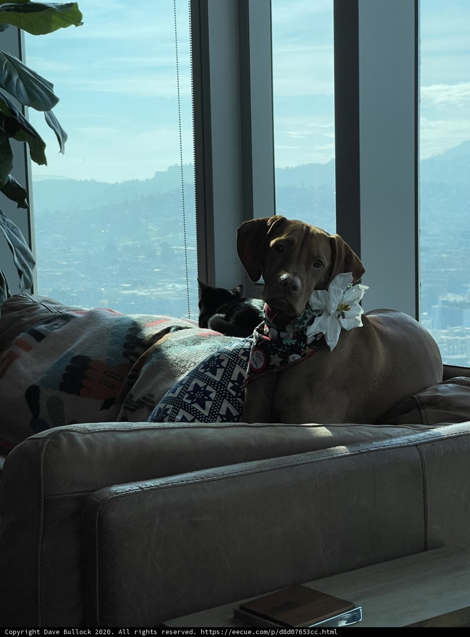 Cozy Canine on the Couch