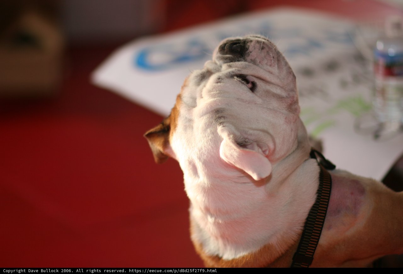 Canine Curiosity