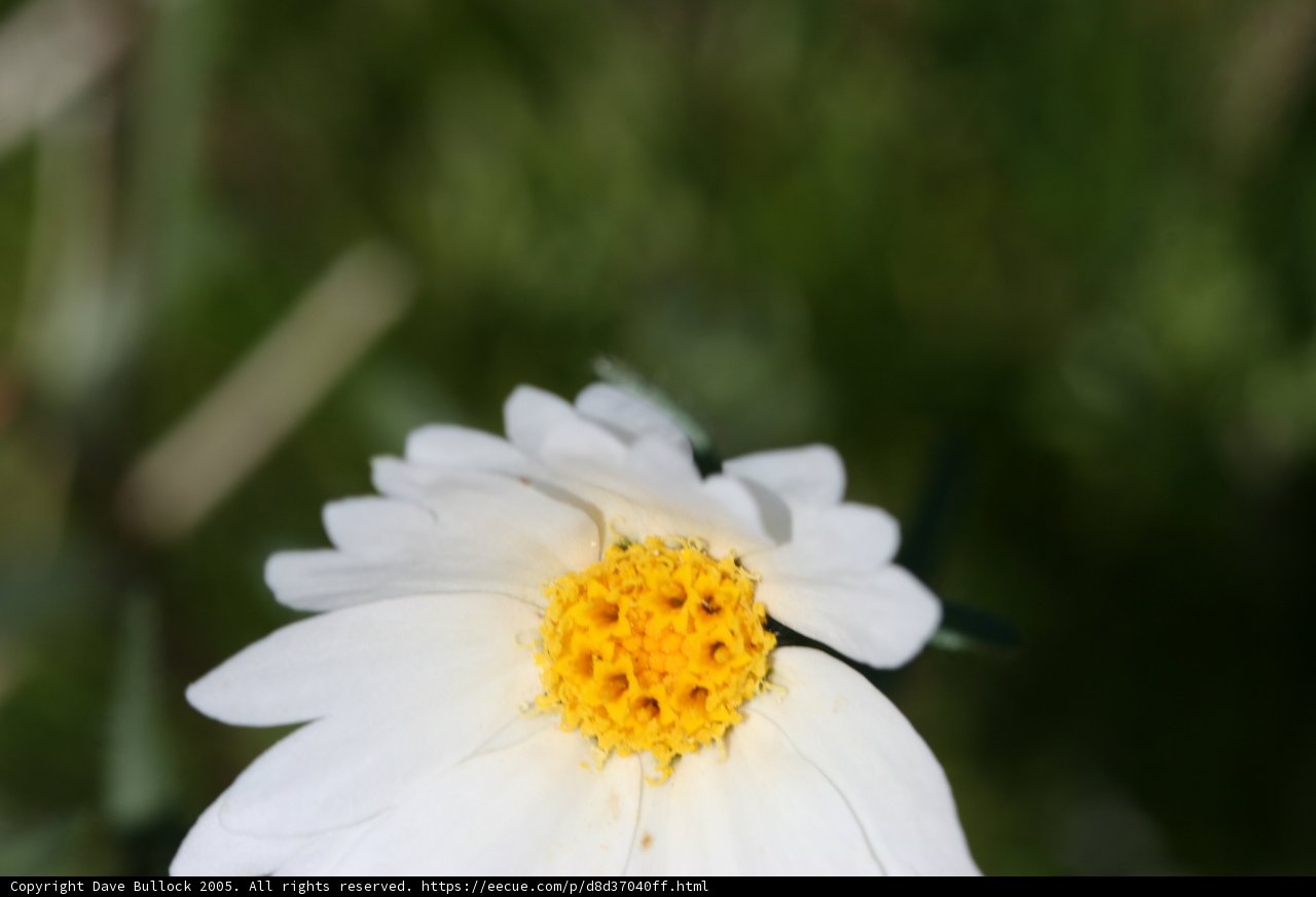 White Daisy with Yellow Center