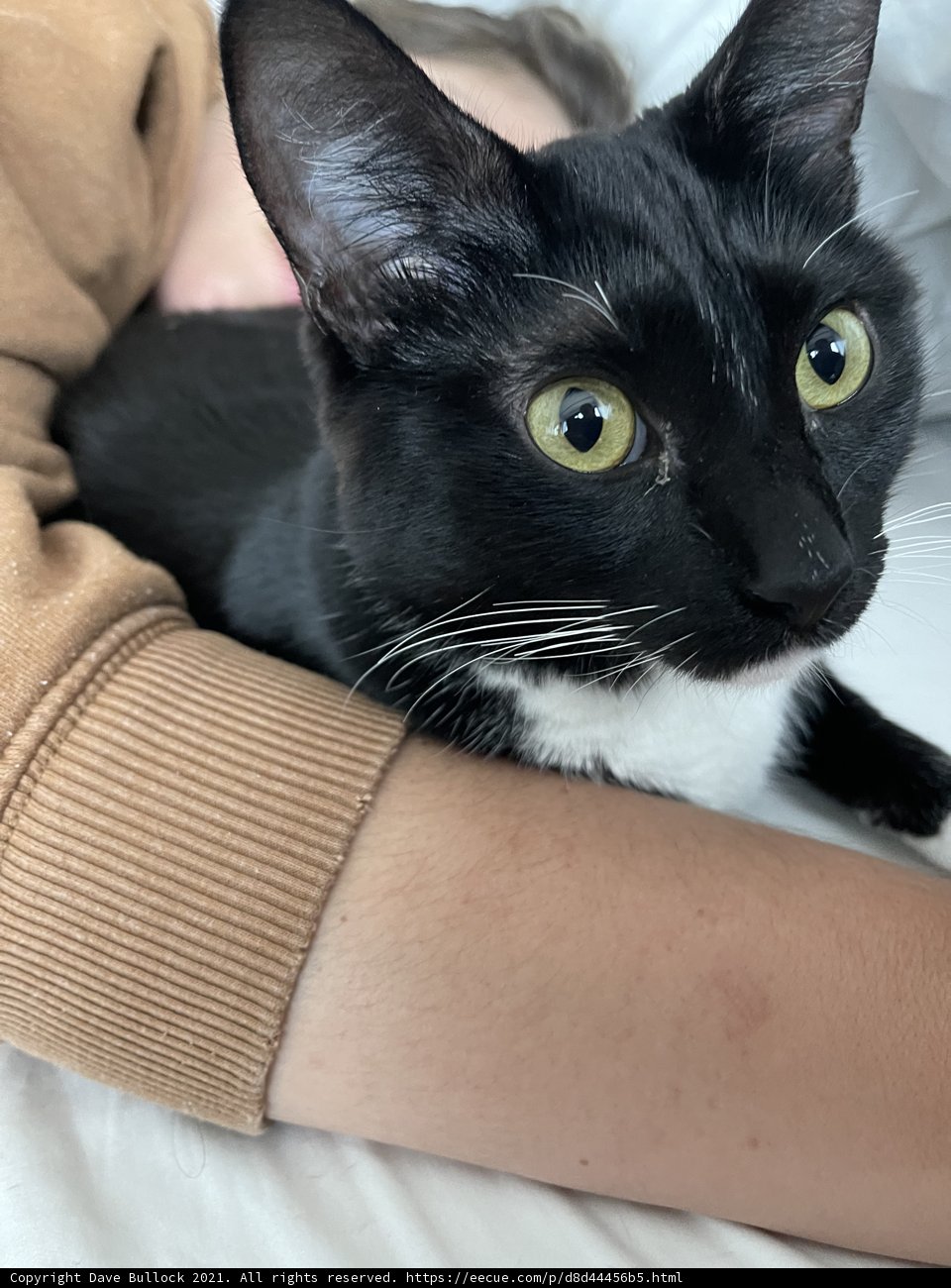 The Purrfect Cuddle Companion