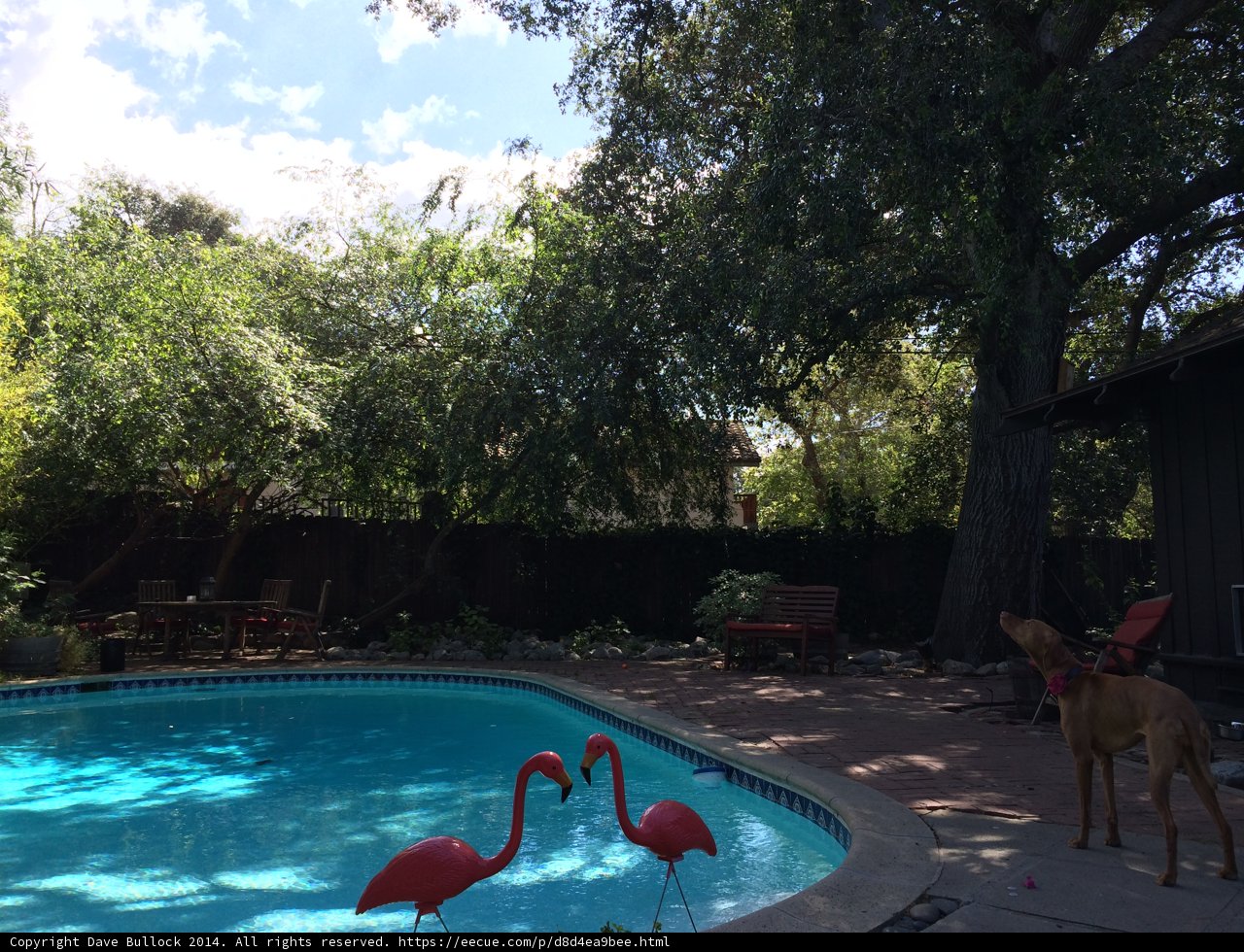 Flamingo Pool Party with Furry Friend