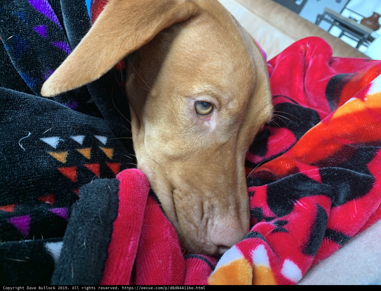 Cozy Vizsla on a Blanket