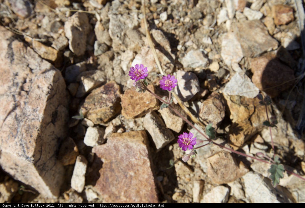 A Tiny Blossom in Harsh Terrain