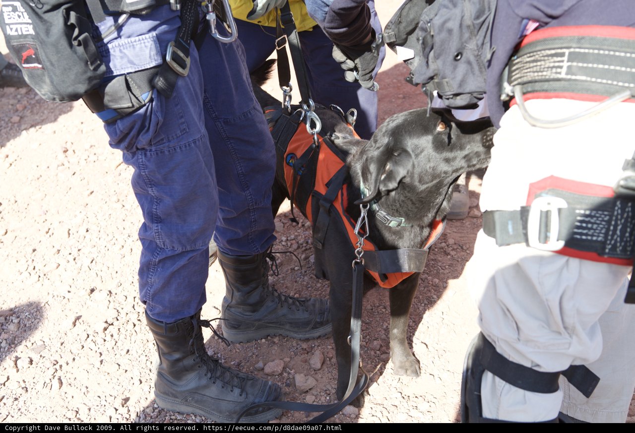 Black Dog on a Harness