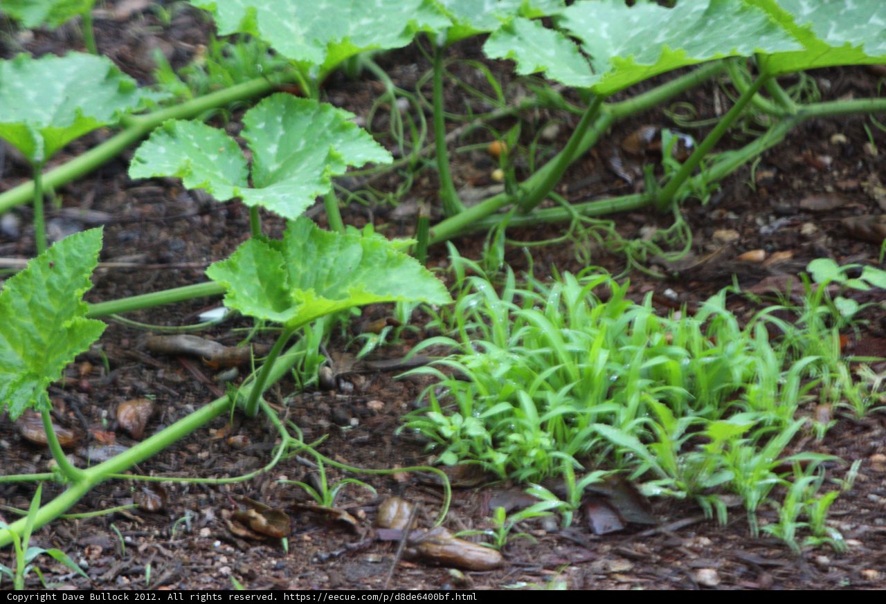 Lush green foliage in fertile soil