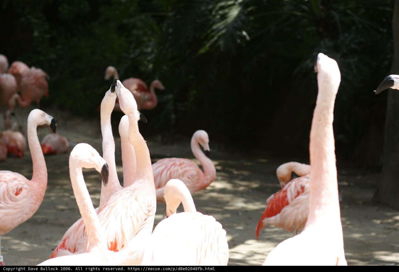 A Flamingo Flock in the Field