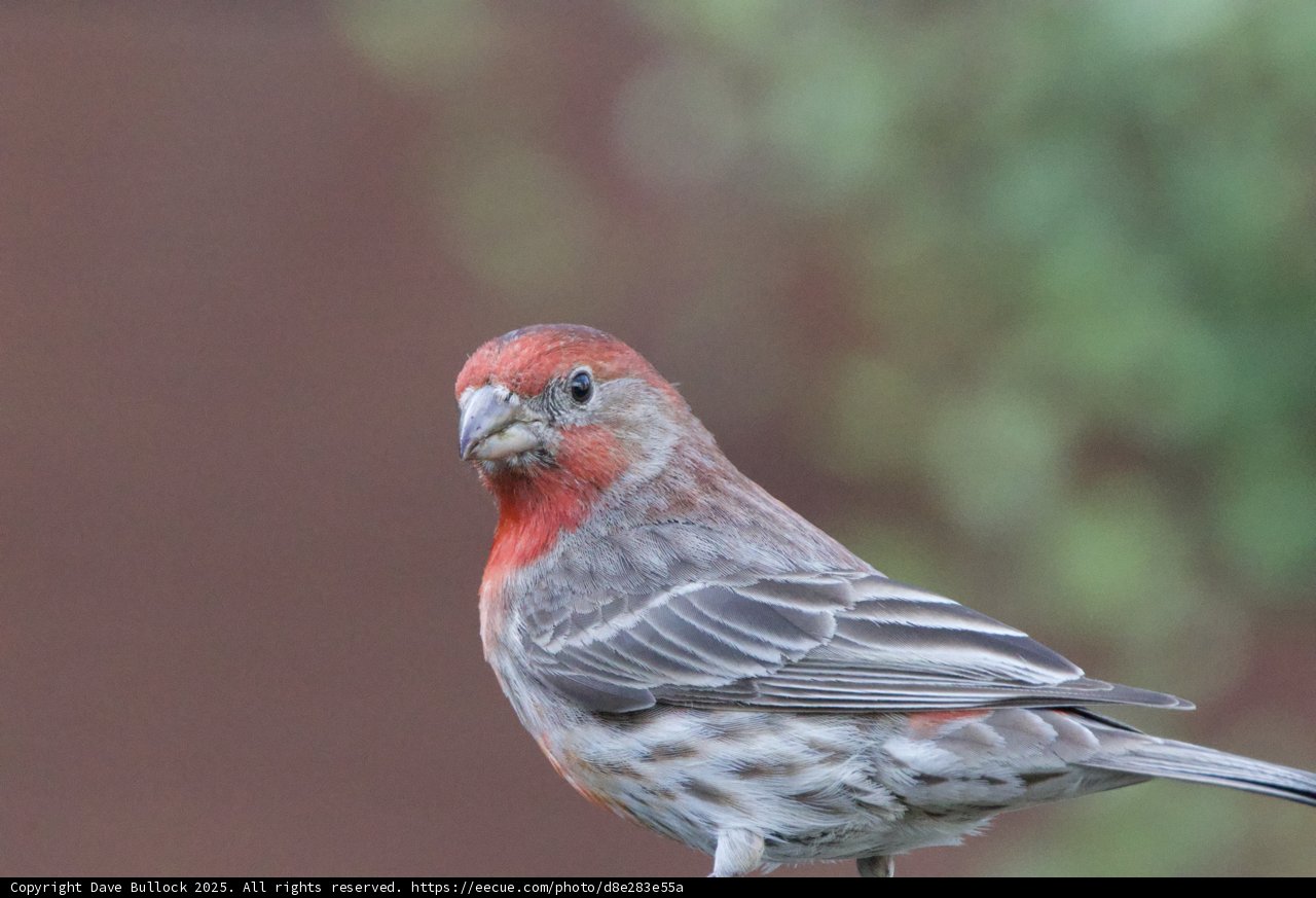 Portrait of a House Finch