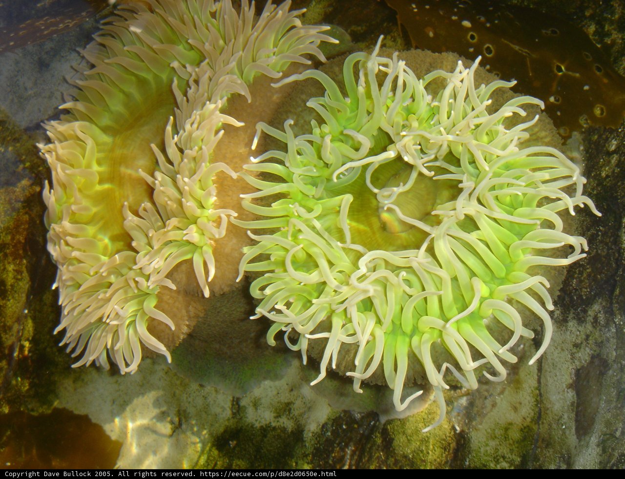 Green and White Sea Anemone in the Coral Reef