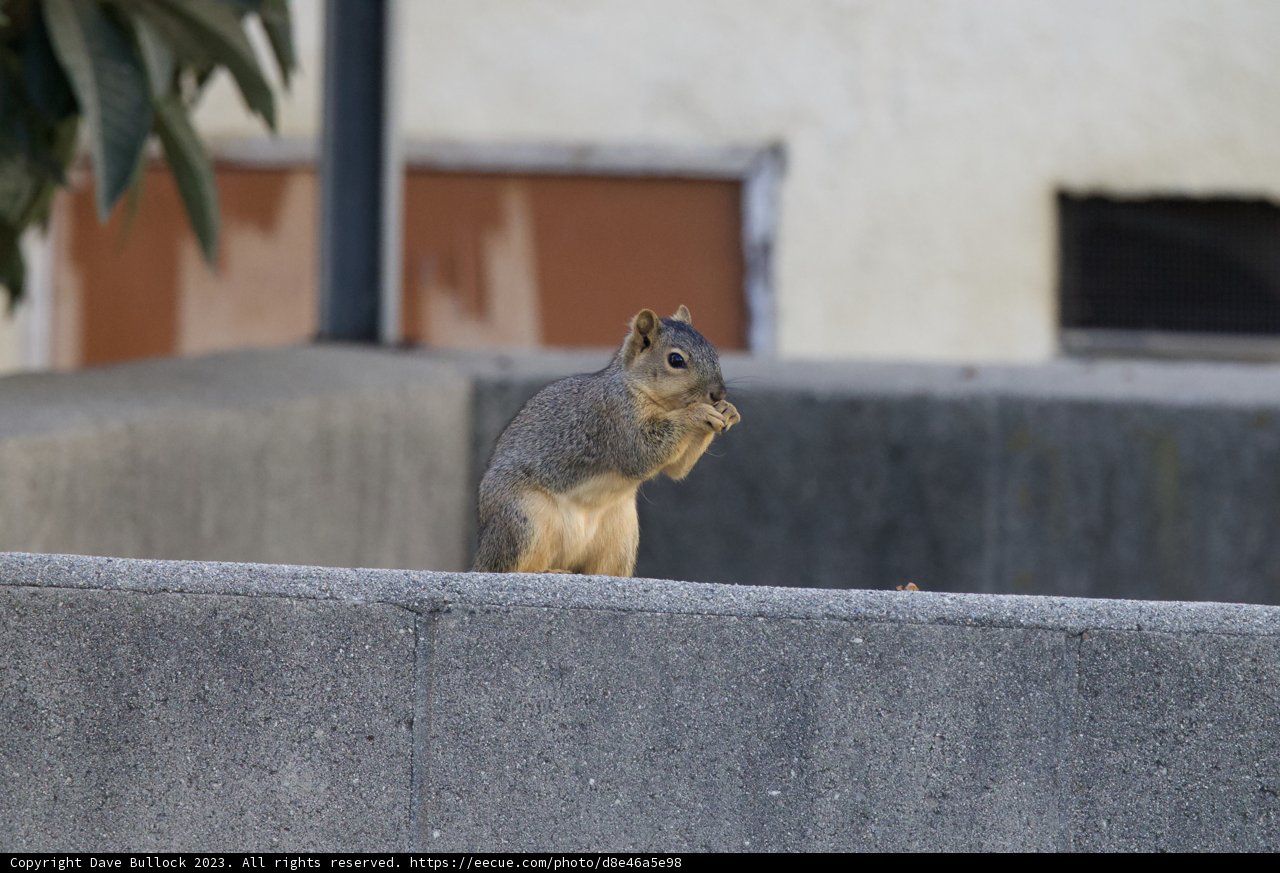 Morning Visitor in El Sereno