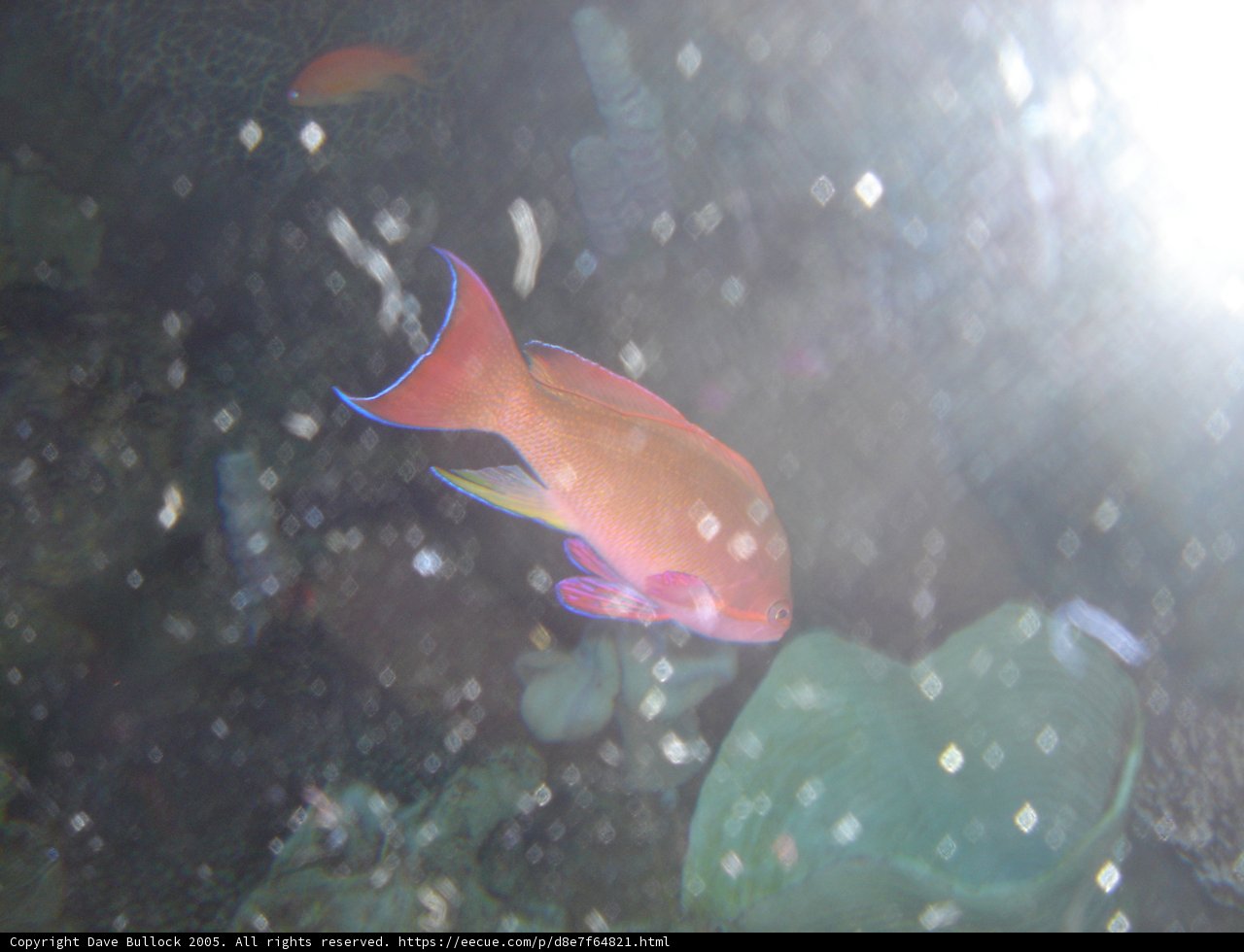 Golden Fish in the Aquatic World