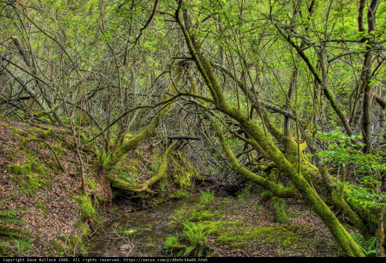 Serenity in the Greenery