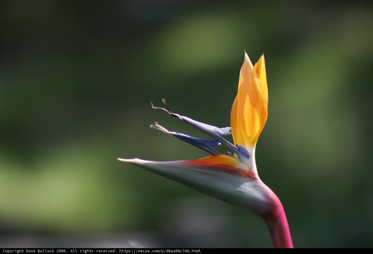 Beauty in Bloom