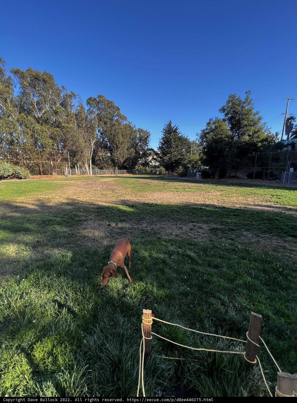 Peaceful Pup in the Pasture