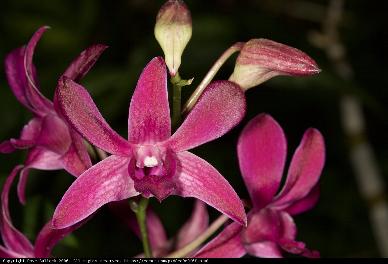 Pink Orchid in Dark