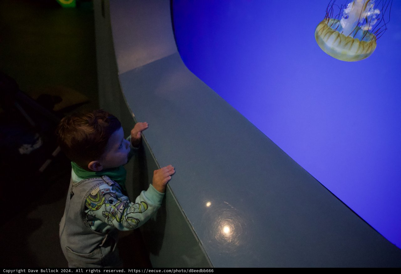 Young Explorer at the California Academy of Sciences