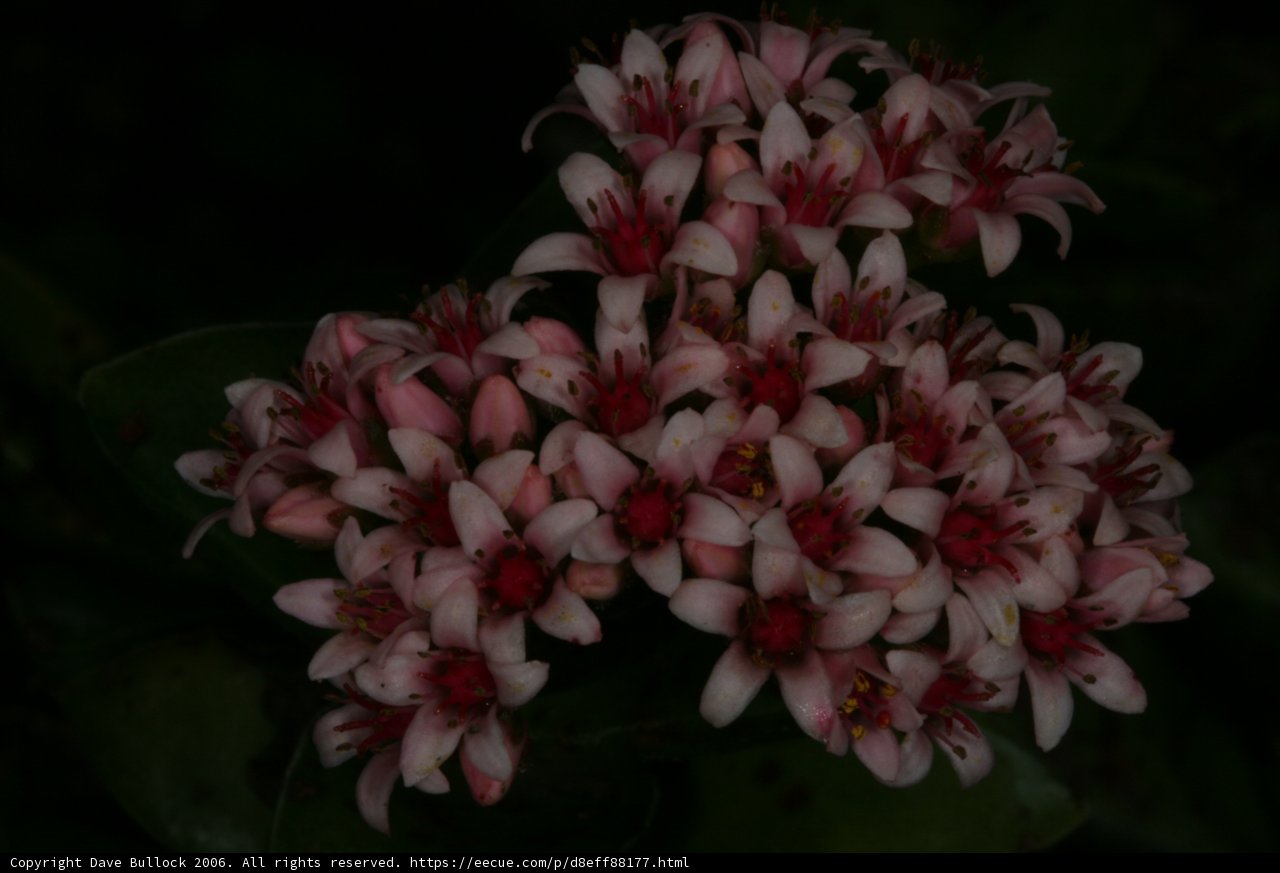Pink blooms in the dark